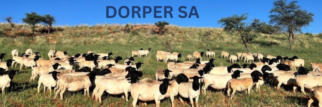 DORPER BREEDERS SOCIETY OF SA (9)